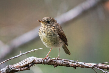 a eurasian wren, troglodytes troglodytes, is perching on a twig in the forest