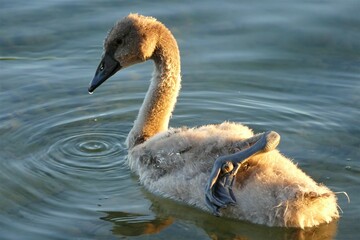 Cute little baby swan swim in the lake animal background