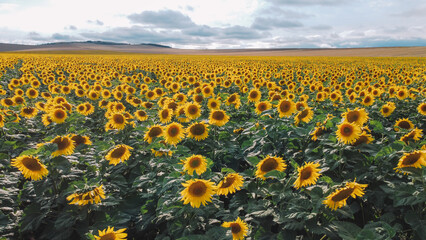 Fototapeta premium Aerial View of the sunflowers
