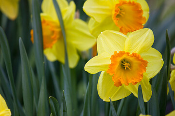 yellow daffodils close-up blooming in spring on a flower bed