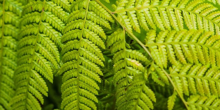 A fern is a member of a group of about 12,000 species of vascular plants that reproduce via spores and have neither seeds nor flowers.