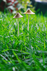 mushroom in the grass
