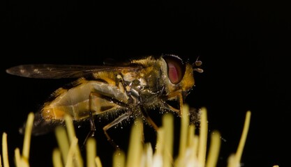 fly on leaf