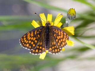 butterfly on flower