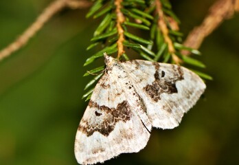 butterfly on a tree
