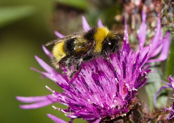 bee on a flower
