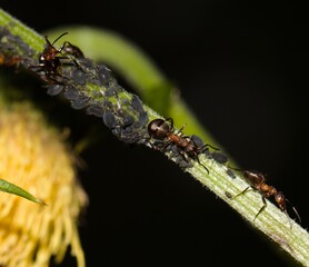 ant on a leaf