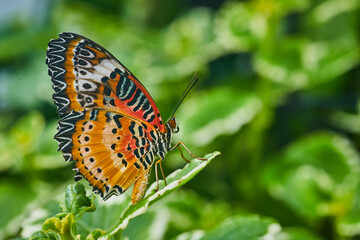 Up close to Red Lacewing butterfly with closed wings