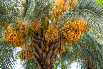 Close up of date palm tree