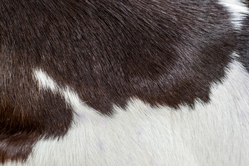 Close up of a fur
