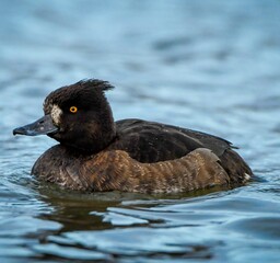 Tufted duck or tufted pochard (Aythya fuligula)