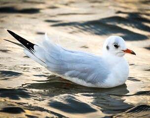 The black-headed gull (Chroicocephalus ridibundus)