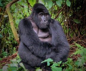 Mountain gorilla: peacefull giant