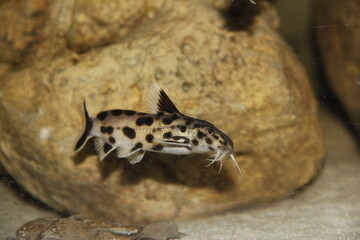 Synodontis Polli White aus dem Tanganjika See