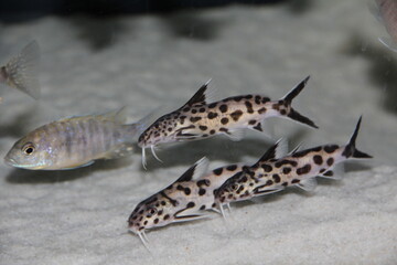 Synodontis Polli White aus dem Tanganjika See