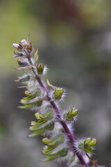Nahaufnahme von verwelkten Salbeiblüten