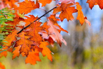 Fototapeta na wymiar Crimson leaves of a Canadian maple on a branch against a background of blurred forest and blue sky. Background