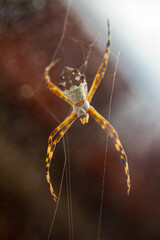 spider on a web