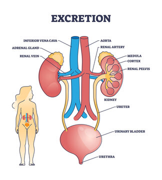 Excretion process anatomy and biological urinary explanation outline diagram. Labeled educational aorta and artery scheme with inner organs structure or kidney function description vector illustration