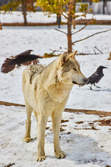 White wolf in snow at park with black crows