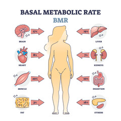 Basal metabolic rate or BMR percentage consumption by organs outline diagram. Labeled educational scheme with human body energy usage for everyday function vector illustration. Medical explanation.
