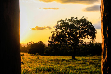 sunset in the forest