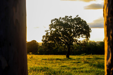 sunset in the countryside