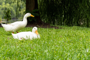 white ducks in a field