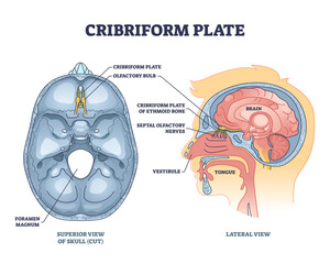 Cribriform plate of ethmoid bone location in head outline diagram. Labeled educational anatomical scheme with superior cut skull view and olfactory bulb nasal parts location vector illustration. - obrazy, fototapety, plakaty
