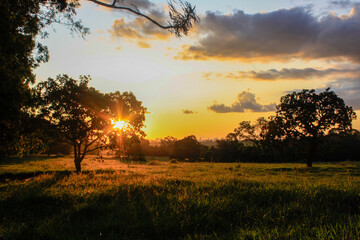 sunset in the field