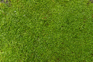 green grass texture