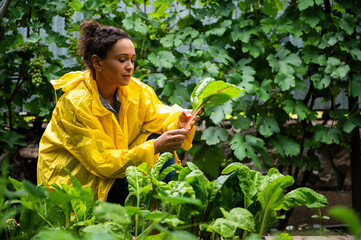 Successful Hispanic cute woman, amateur farmer agriculturist collecting swiss chard green leaves in...