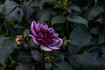 Two toned purple dahlia flower growing outdoors. Creme de Cassis dahlia plant..