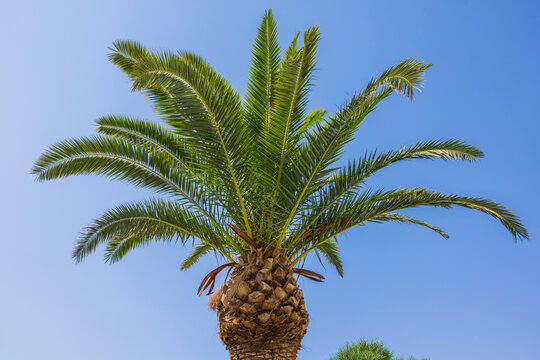 Close up view of cute ananas formed top of palm tree isolated on blue sky background. 