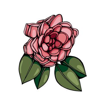 Vector illustration with ink painted and colored rose 