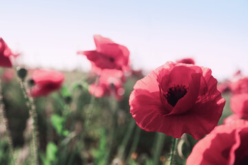 Beautiful blooming red poppy flowers in field, closeup. Space for text