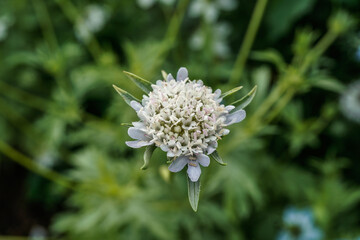 Starflower growing in a flower garden outdoors.