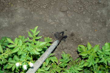 caring for potato sprouts in the garden