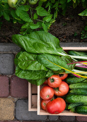 Top view of a wooden crate with freshly harvested organic vegetables, grown in an eco farm. Flat lay. Agriculture.