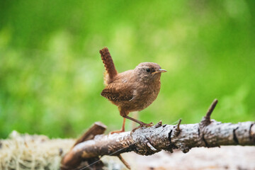 a eurasian wren, troglodytes troglodytes, is perching on a twig in the forest