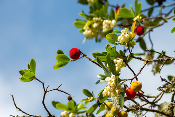 Strawberry tree with fruits and flowers