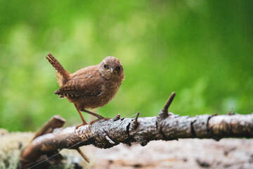 a eurasian wren, troglodytes troglodytes, is perching on a twig in the forest