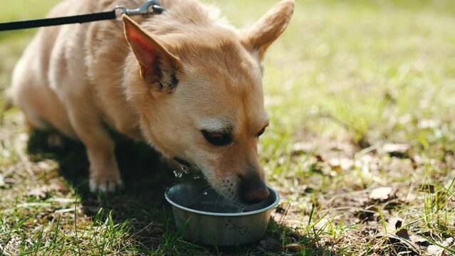 Funny outdoor shot of a beige furry dog on a leash, sitting on the grass, drinking water from a metal bowl.