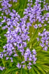 Colorful purple flowers growing in a garden. Closeup of beautiful spanish bluebell or hyacinthoides hispanica foliage with vibrant petals blooming and blossoming in nature on a sunny day in spring