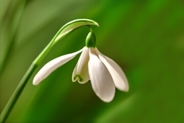 Closeup of a white common snowdrop flower growing against a green copy space background in a remote field. Galanthus nivalis blossoming, blooming and flowering in a meadow or home backyard garden