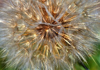 Fototapeta premium Natural dandelion seed lace in the summer field 