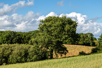 A view over Sussex countryside on a summer's evening