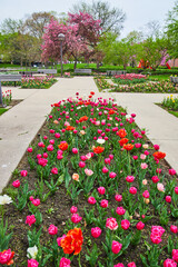 Valentine's Day colored spring tulip garden in city park