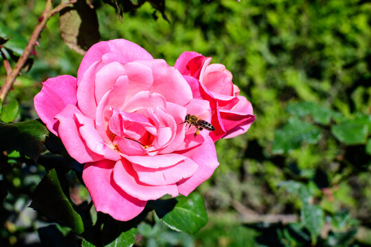 Close up on one delicate fresh vivid pink magenta rose and green leaves in a garden in a sunny summer day, beautiful outdoor floral background photographed with soft focus.
