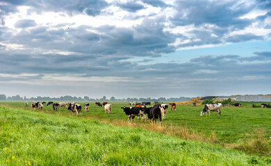 Obraz premium Cows grazing in the pasture